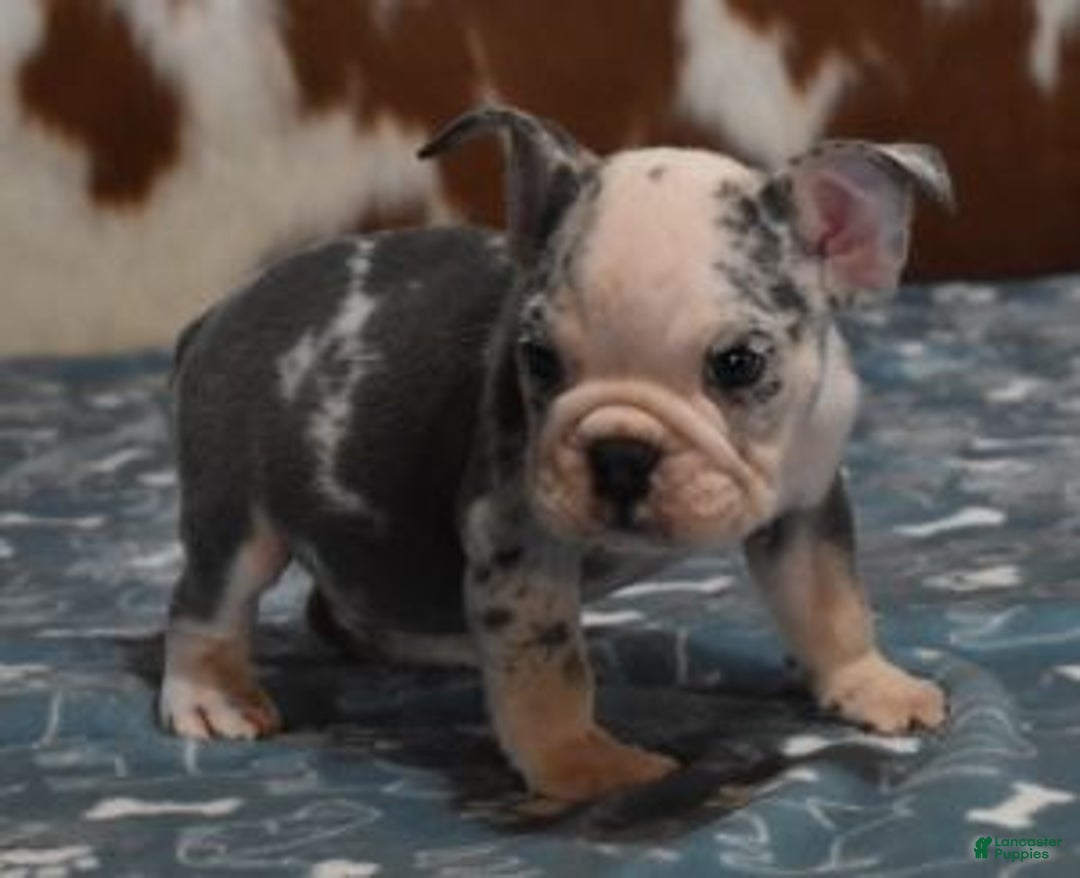 English Bulldog dogs for sale: BOSS, BLUE MERLE - Ad 2