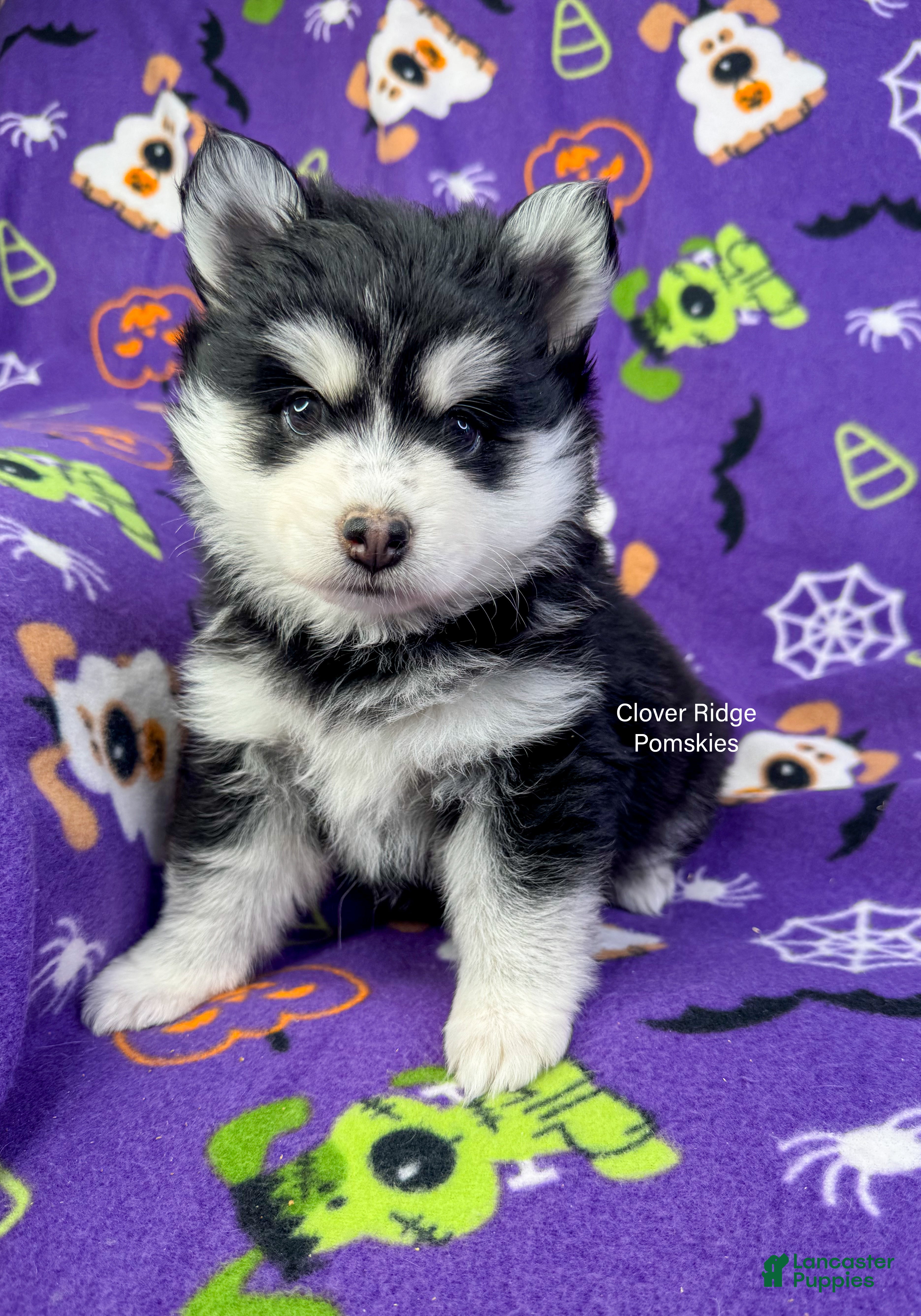 Pomsky dogs for sale: Albany - Ad 2