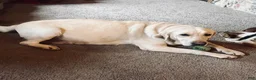Labrador Retriever dogs for sale: Diane - Ad 5