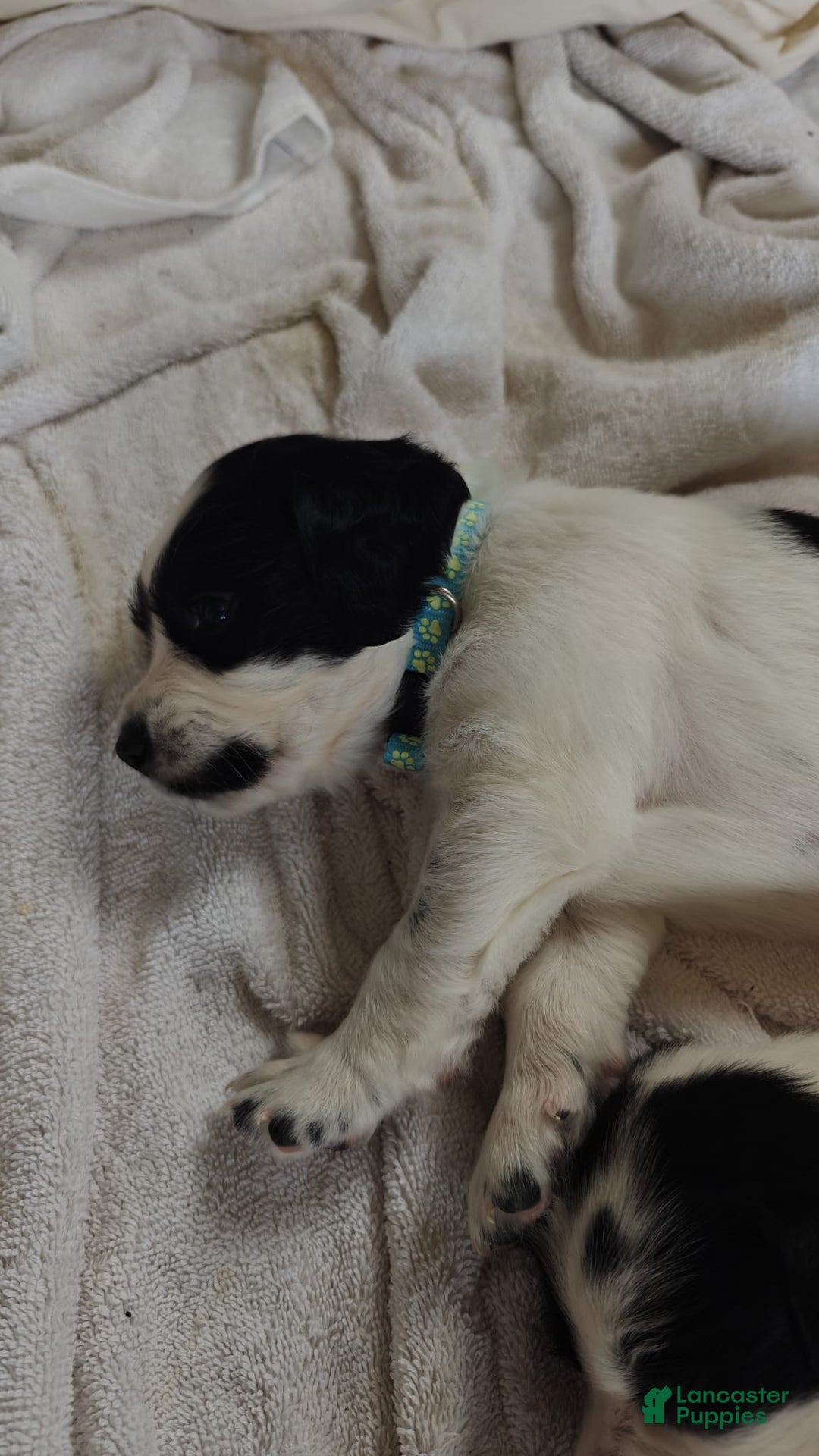 English Springer Spaniel dogs for sale: English Springer Spaniel Puppy 2 - Ad 3