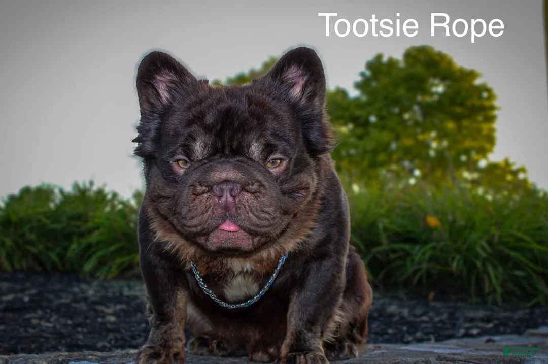 French Bulldog dogs for sale: Sweet Cashmere - Ad 3