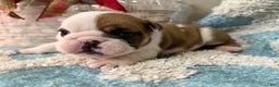 English Bulldog dogs for sale: English Bulldog Puppy 5 - Ad 2
