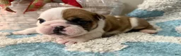 English Bulldog dogs for sale: English Bulldog Puppy 5 - Ad 2