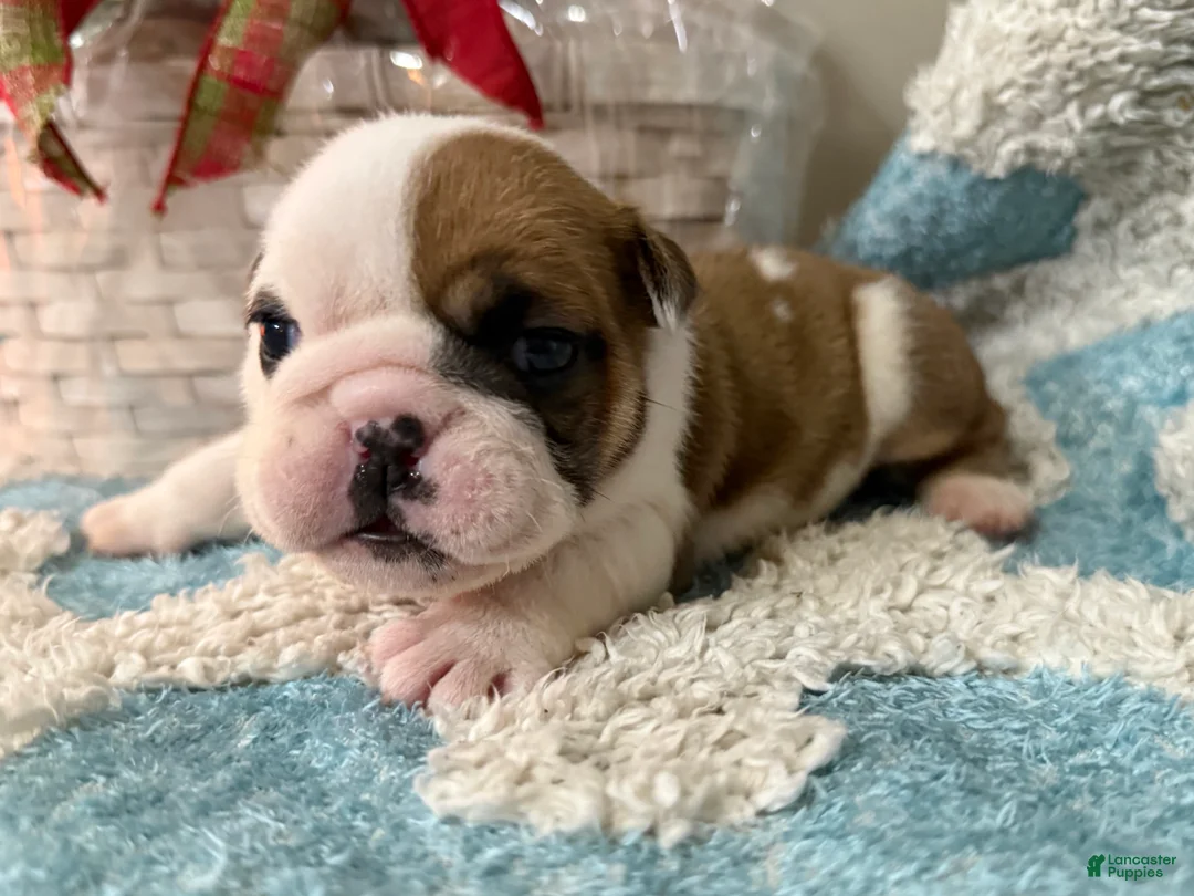 English Bulldog dogs for sale: English Bulldog Puppy 5 - Ad 2