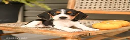 Beagle dogs for sale: Gunner - Ad 4