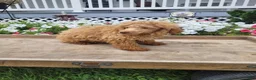 Maltipoo dogs for sale: Leslie - Ad 4