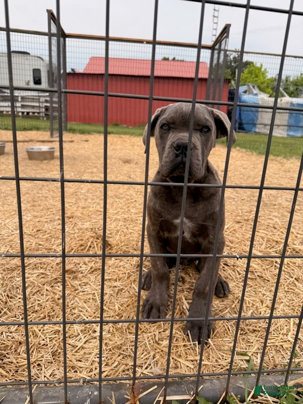 Cane Corso dogs for sale: Blue - Ad 1