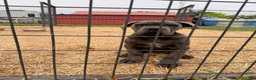 Cane Corso dogs for sale: Blue - Ad 1