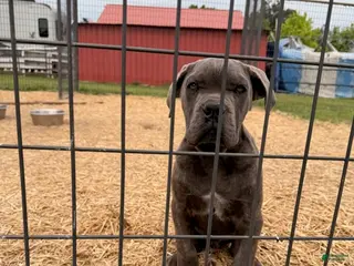 Cane Corso dogs for sale: Blue - Ad 1