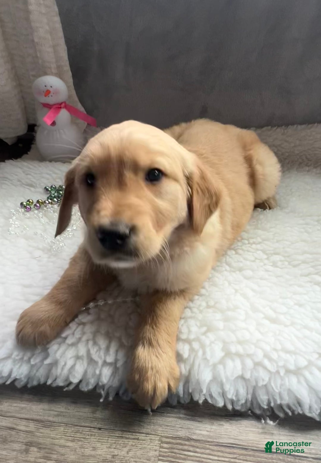 Golden Retriever dogs for sale: Benson  - Ad 4