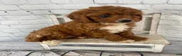 Cavapoo dogs for sale: Bentley - Ad 9