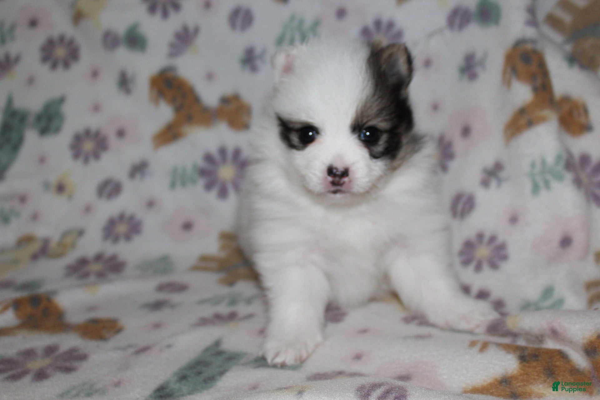 Pomeranian dogs Skip - Ad 14