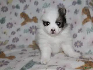 Pomeranian dogs Skip - Ad 14