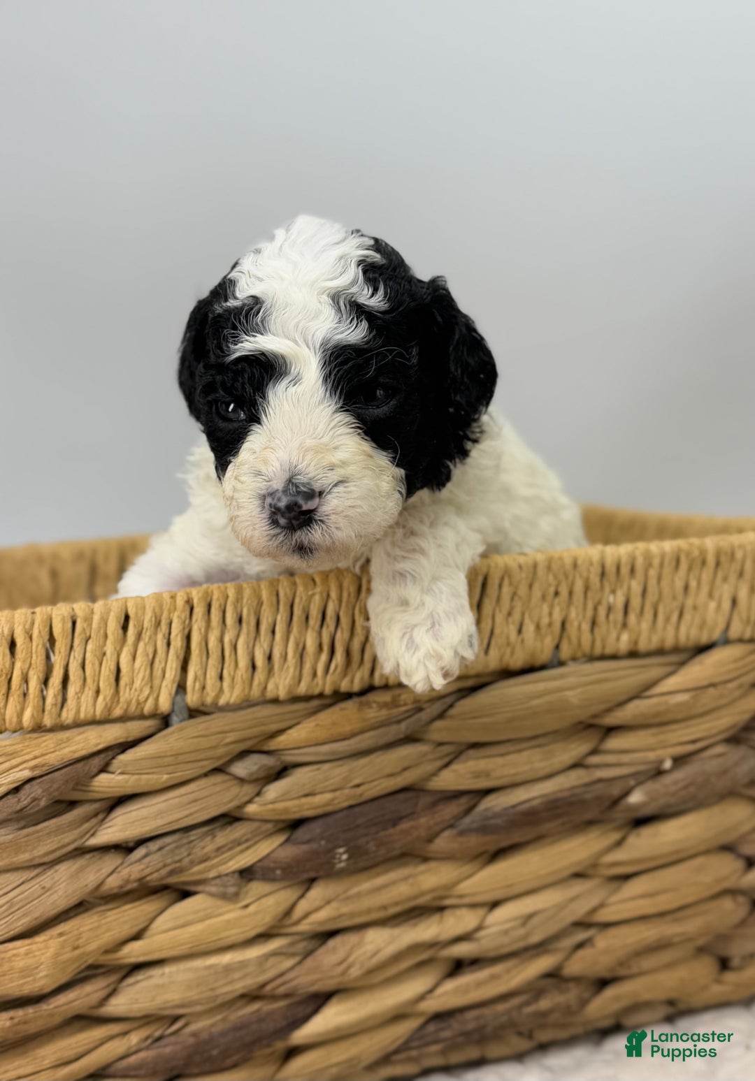 Miniature Poodle dogs for sale: Tater - Ad 4