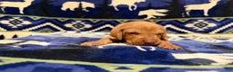 Vizsla dogs for sale: Vizsla Female 1 - Ad 1