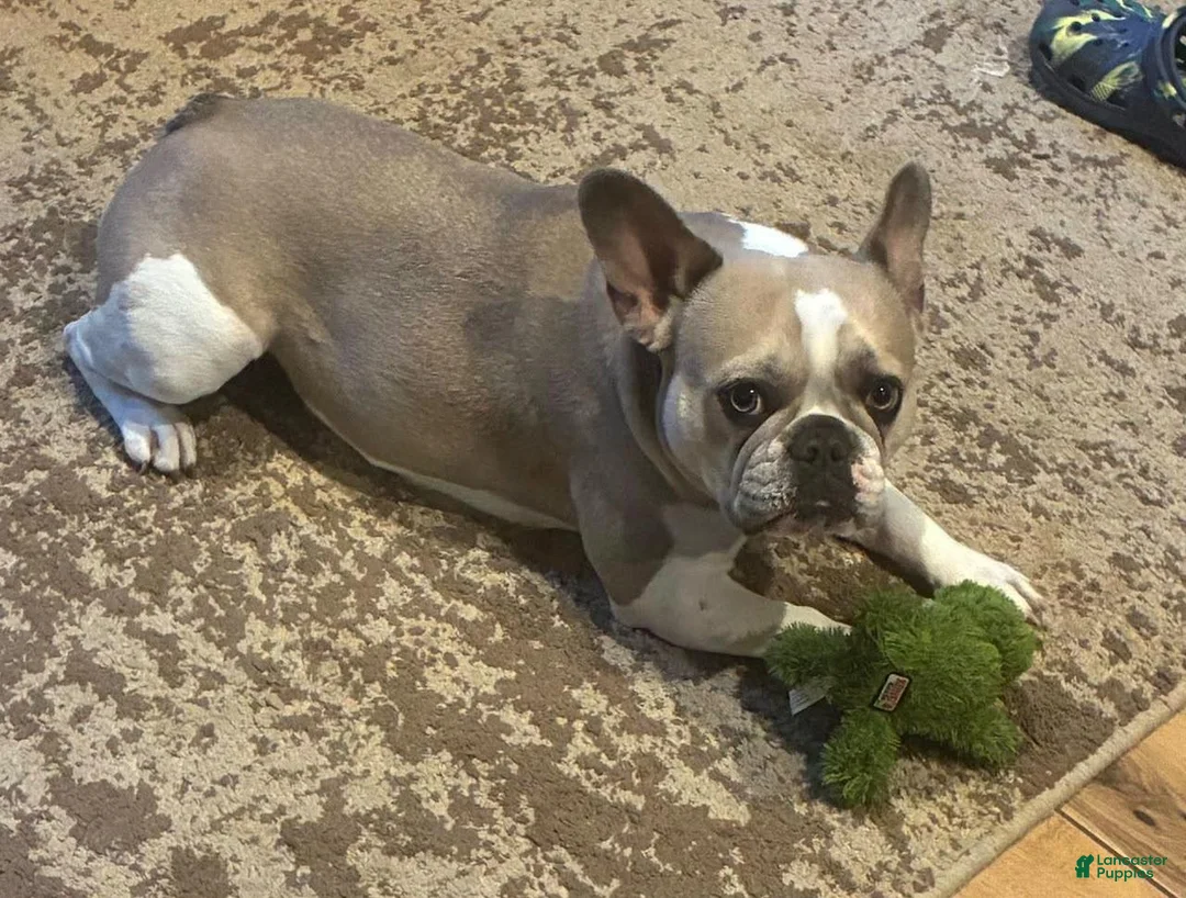 French Bulldog dogs for sale: Louise - Ad 4