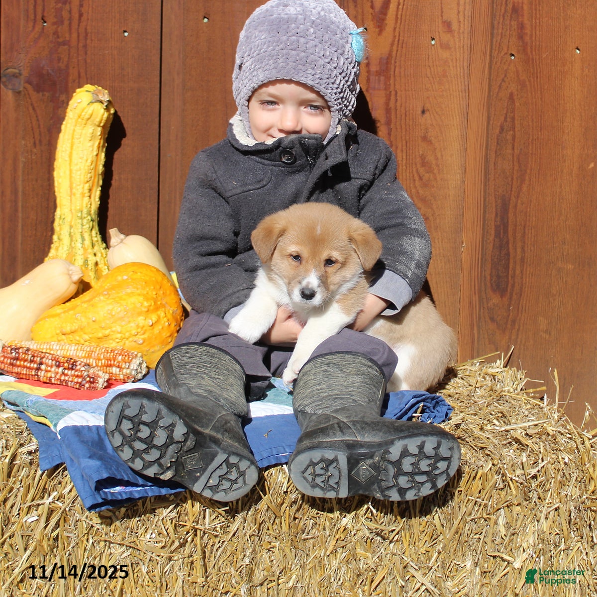 Welsh Corgi Pembroke dogs Max - Ad 32