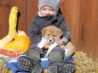 Welsh Corgi Pembroke dogs Max - Ad 39