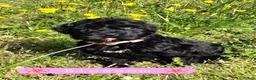 Giant Schnauzer dogs for sale: Giant Schnauzer Blossom - Ad 2