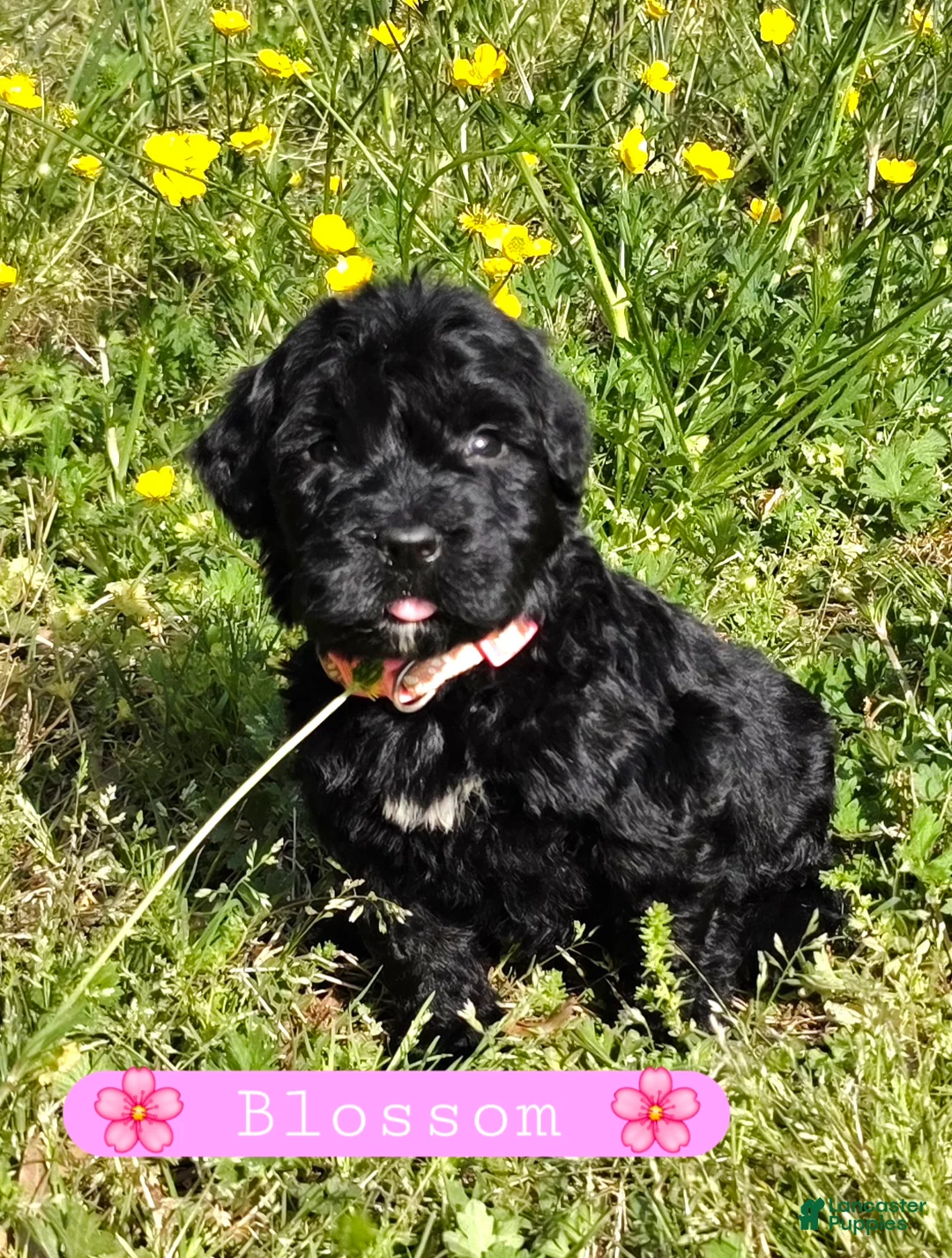 Giant Schnauzer dogs for sale: Giant Schnauzer Blossom - Ad 2
