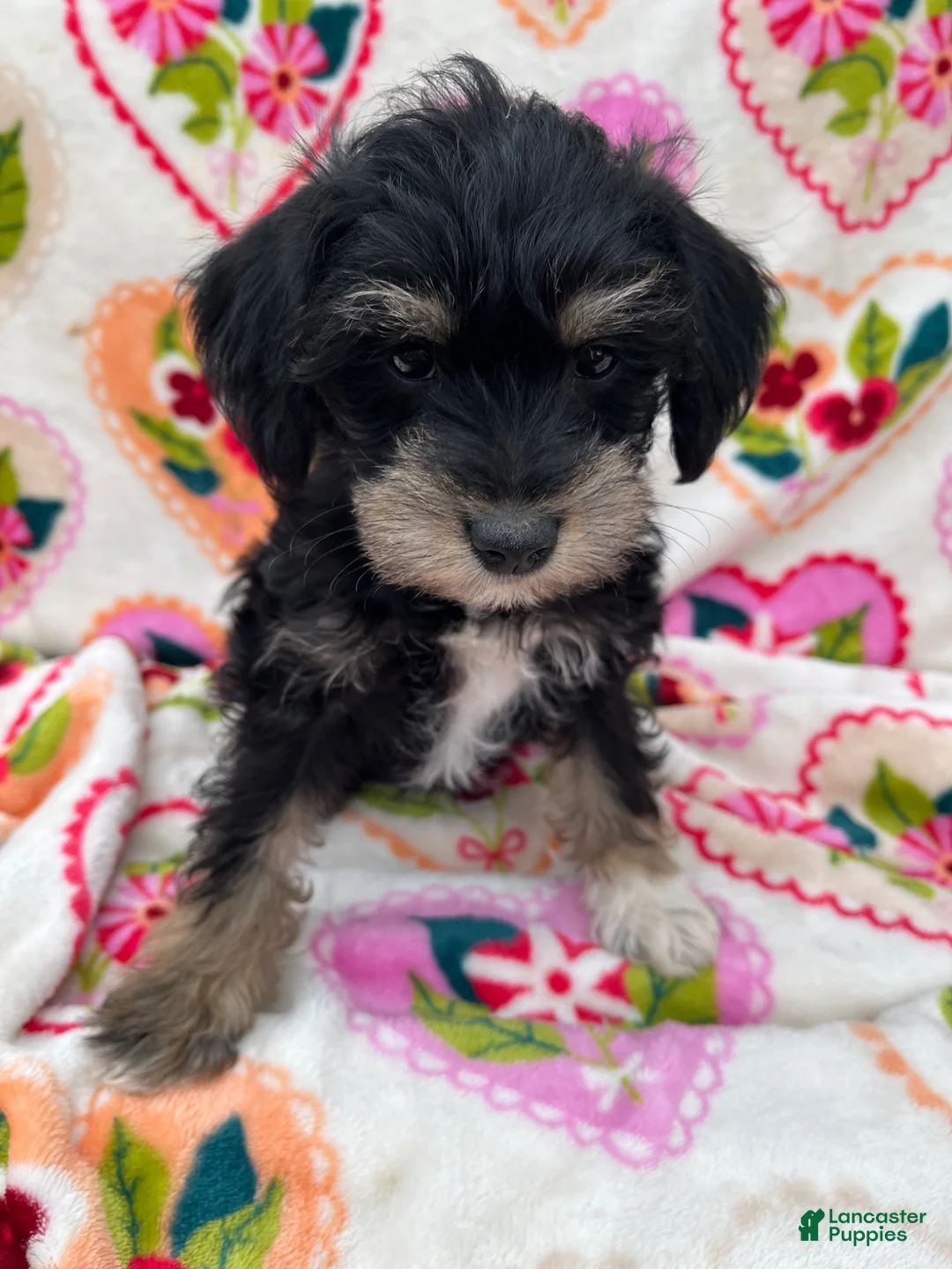 Miniature Schnauzer dogs for sale: Austin - Ad 1