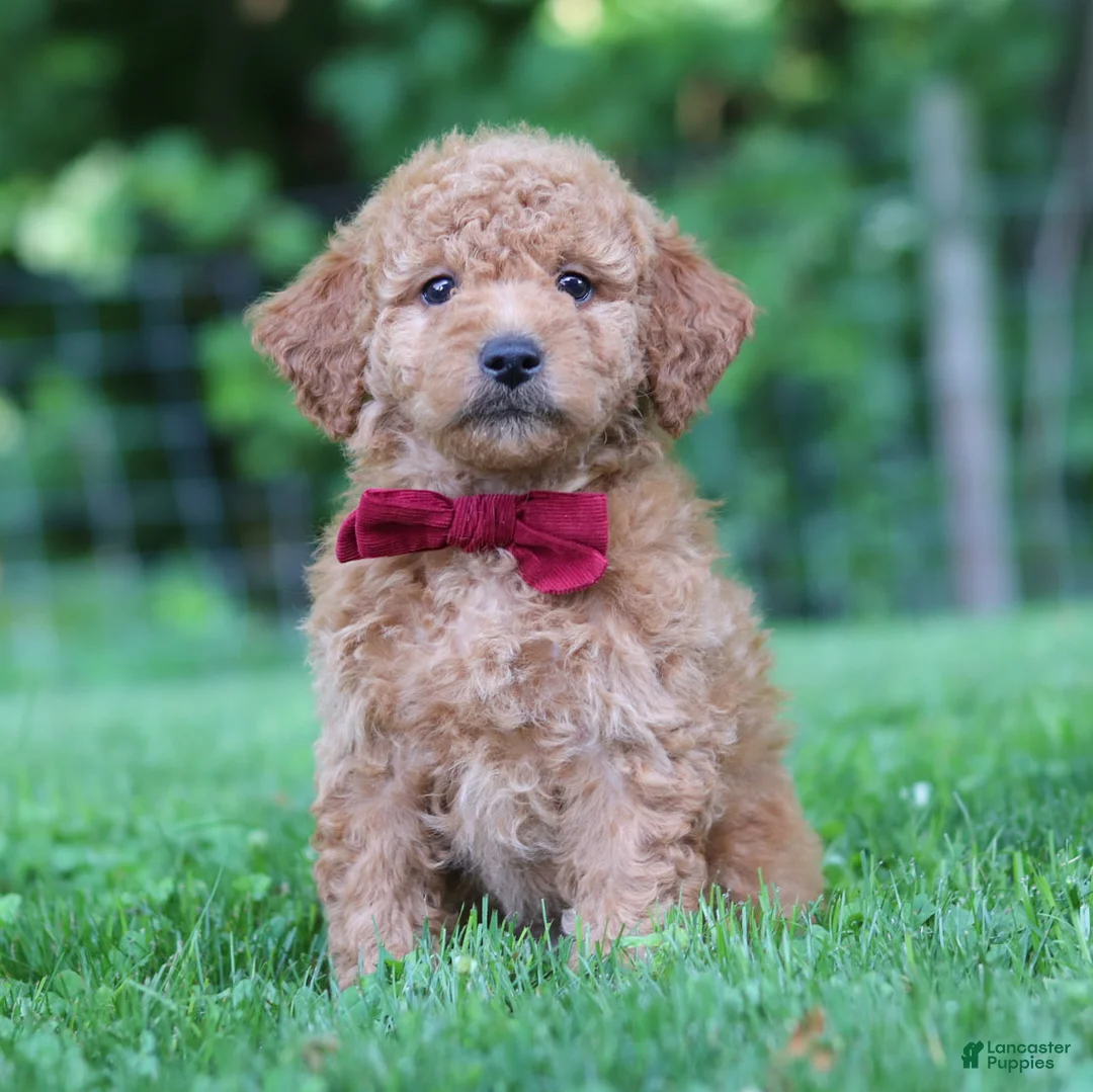 Mini Goldendoodle dogs for sale: Pickles - Ad 2