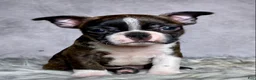 Boston Terrier dogs for sale: Mr. Max - Ad 3