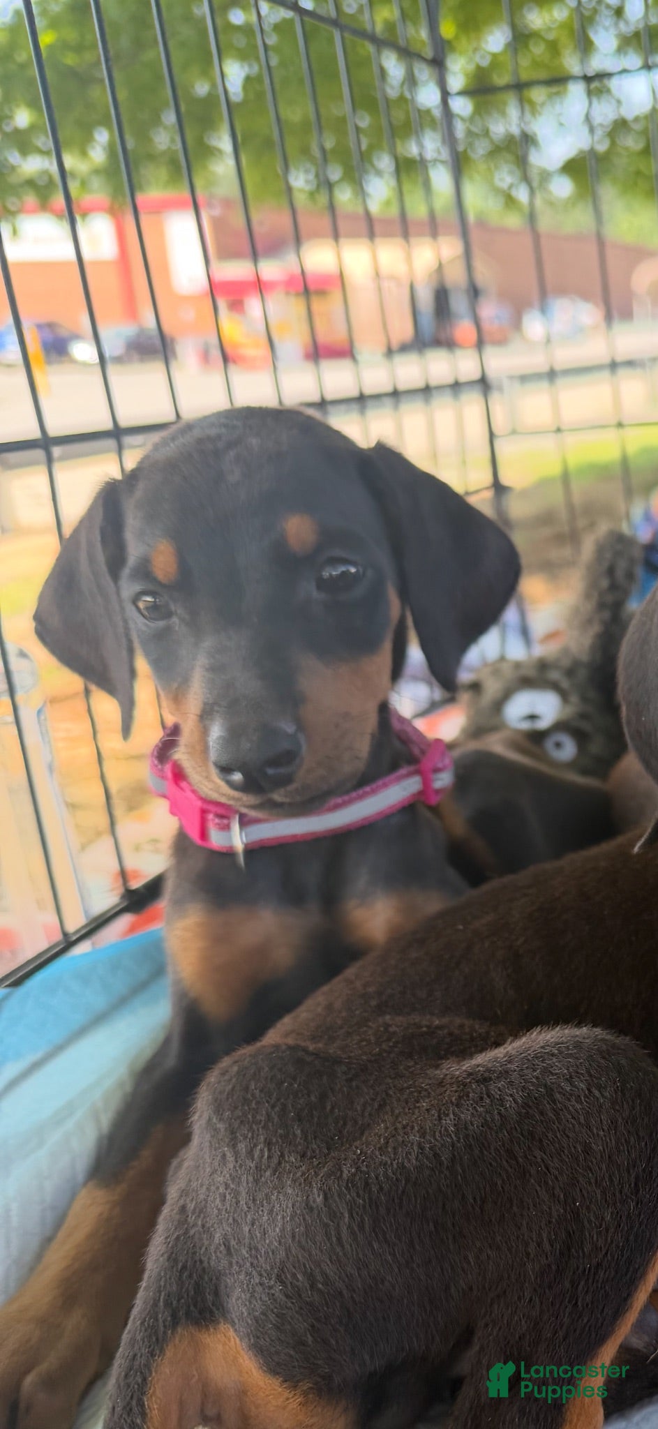 Doberman Pinscher dogs for sale: Doberman Pinscher 3 - Ad 3