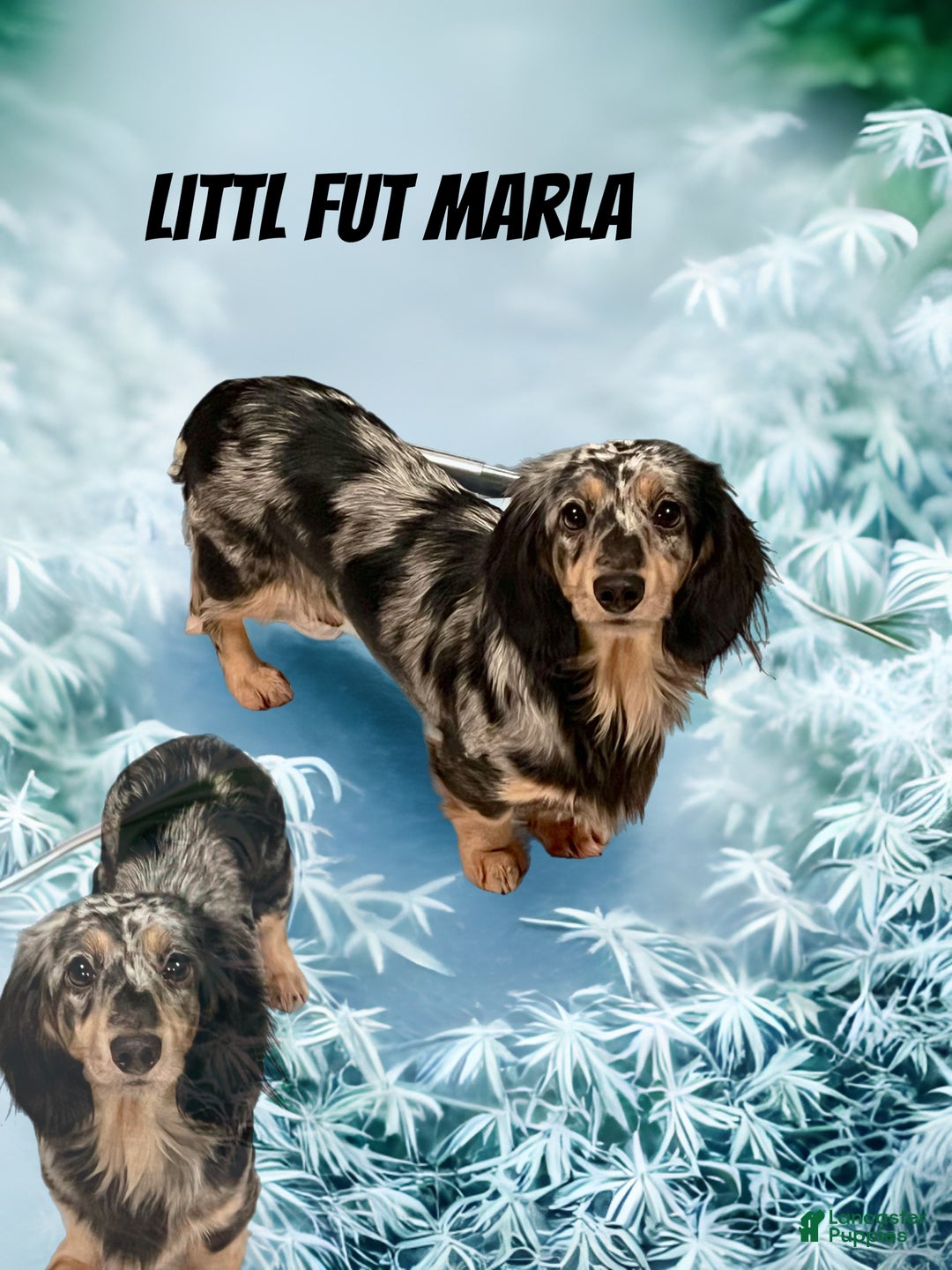 Miniature Dachshund dogs for sale: Miniature Dachshund litter of 3 puppies - Ad 9