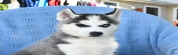 Siberian Husky dogs for sale: Norman - Ad 3