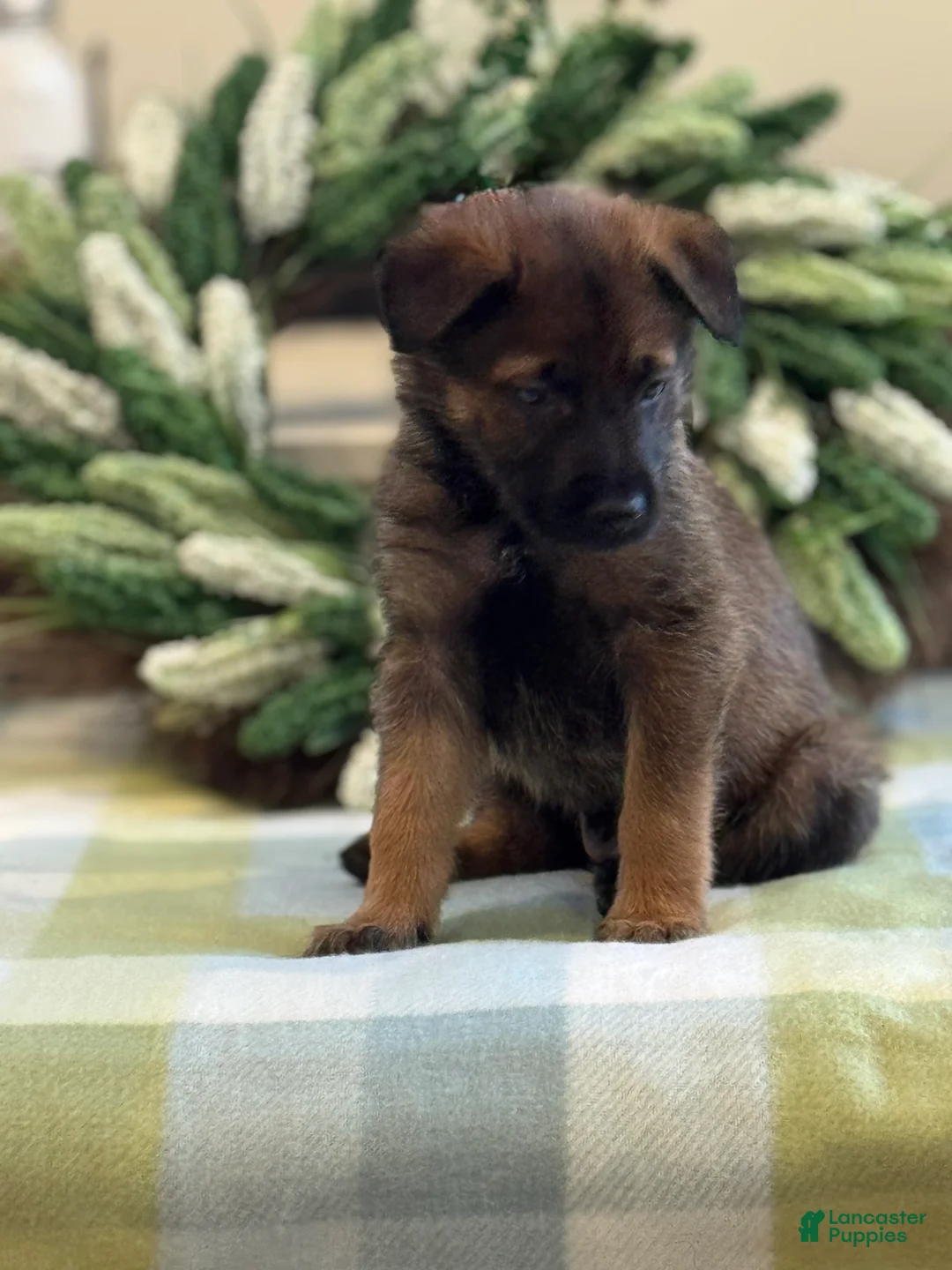 Mixed Breed dogs for sale: Firefly's Peace - Ad 1