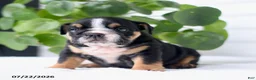 English Bulldog dogs for sale: Callie - Ad 2