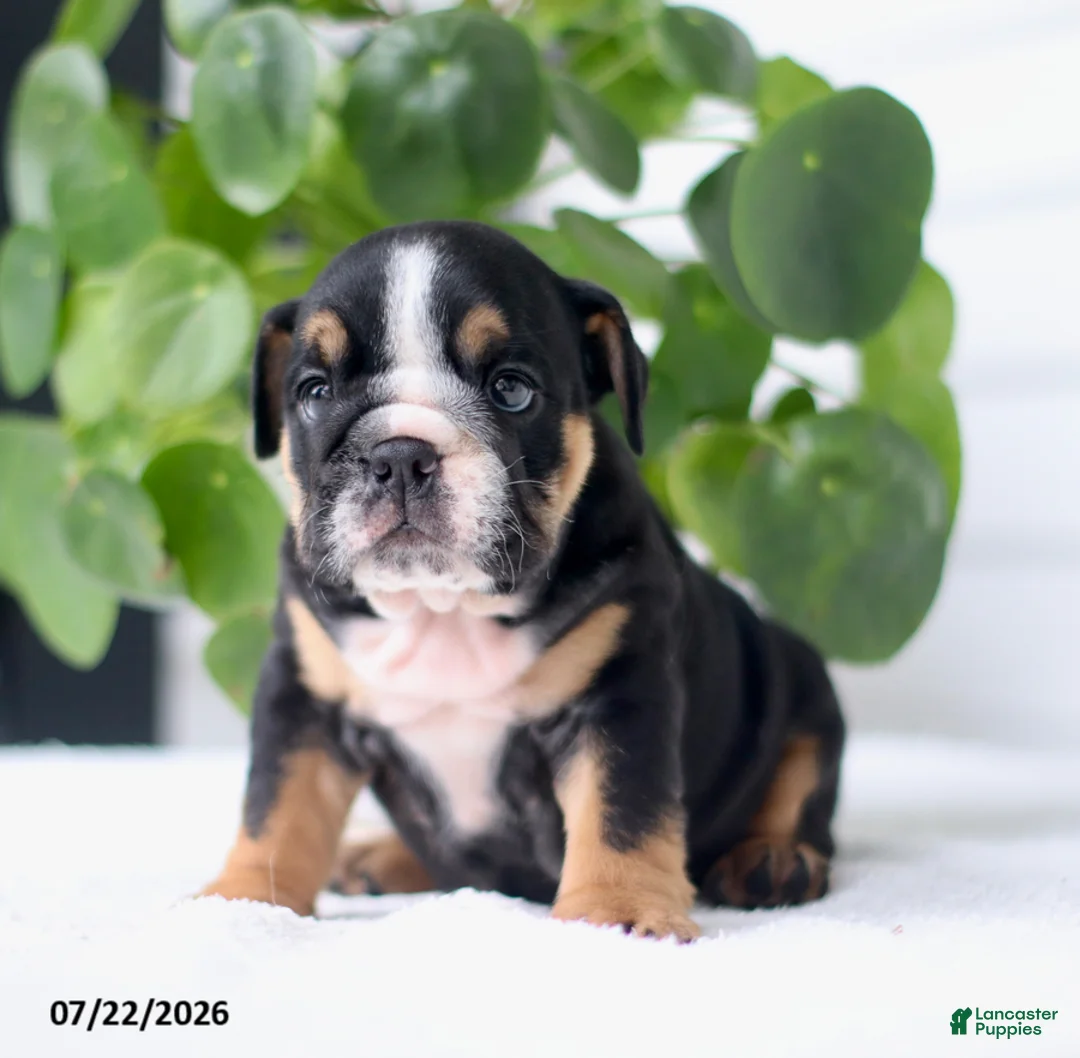 English Bulldog dogs for sale: Callie - Ad 2