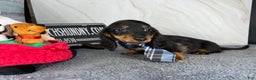 Miniature Dachshund dogs for sale: Full AKC Russian boy - Ad 3