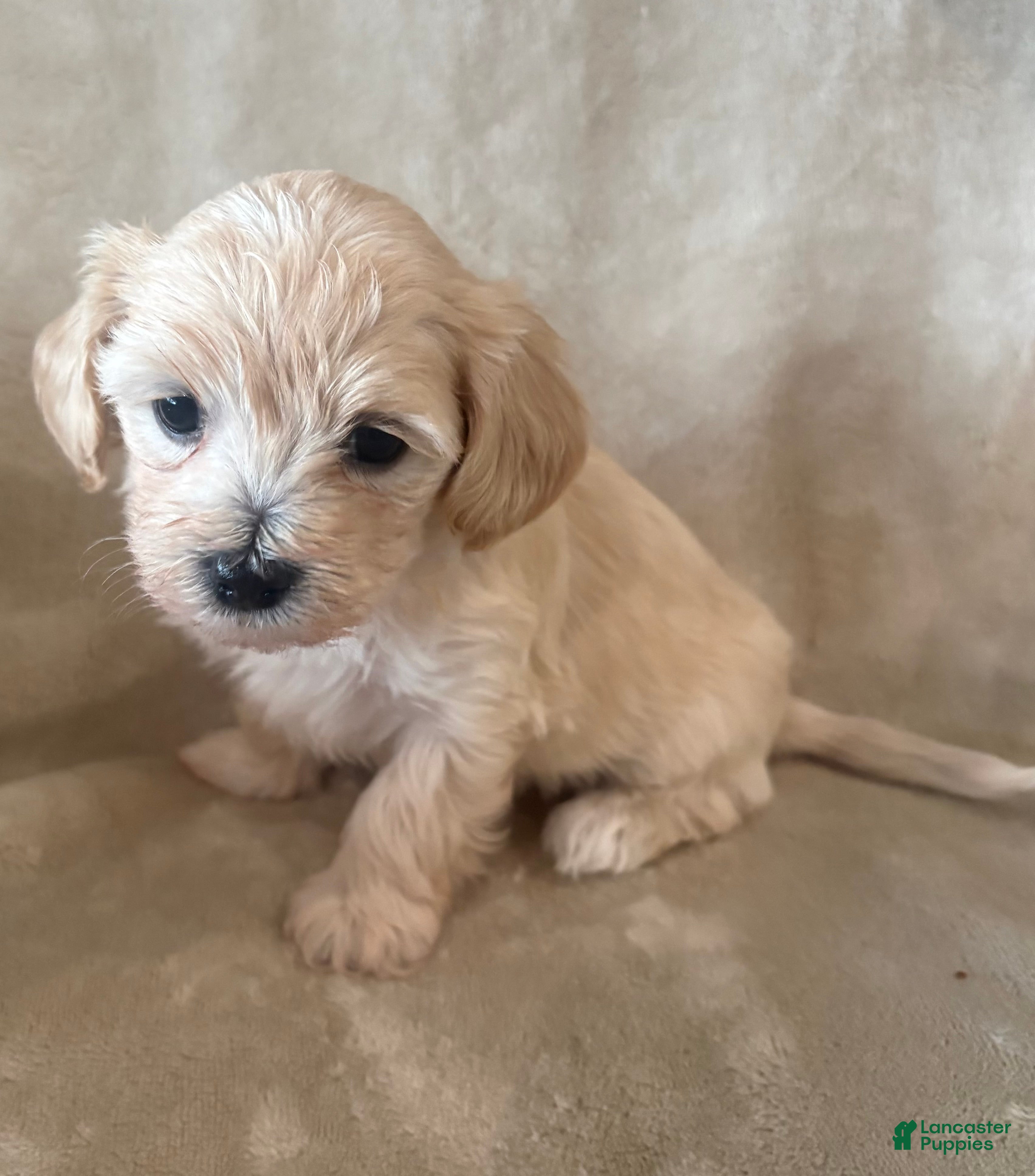 Maltipoo dogs Cookie - Ad 1