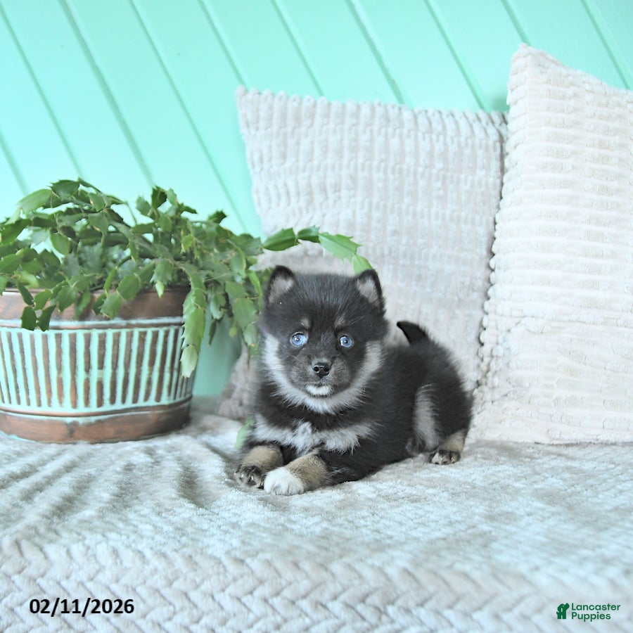 Pomsky dogs Luca - Ad 35