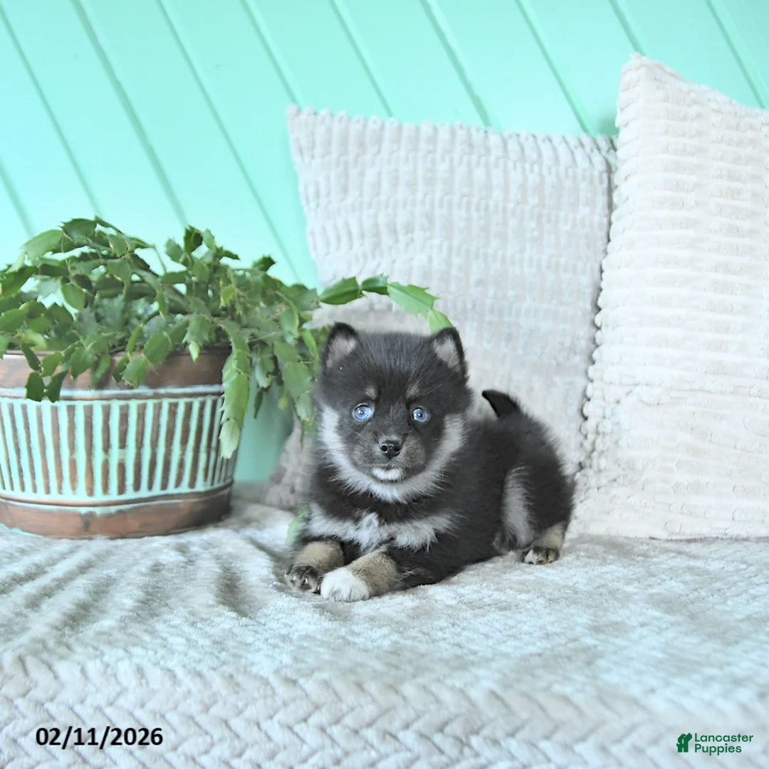 Pomsky dogs for sale: Luca - Ad 1