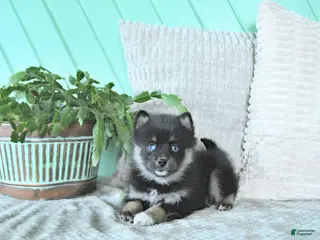 Pomsky dogs Luca - Ad 35