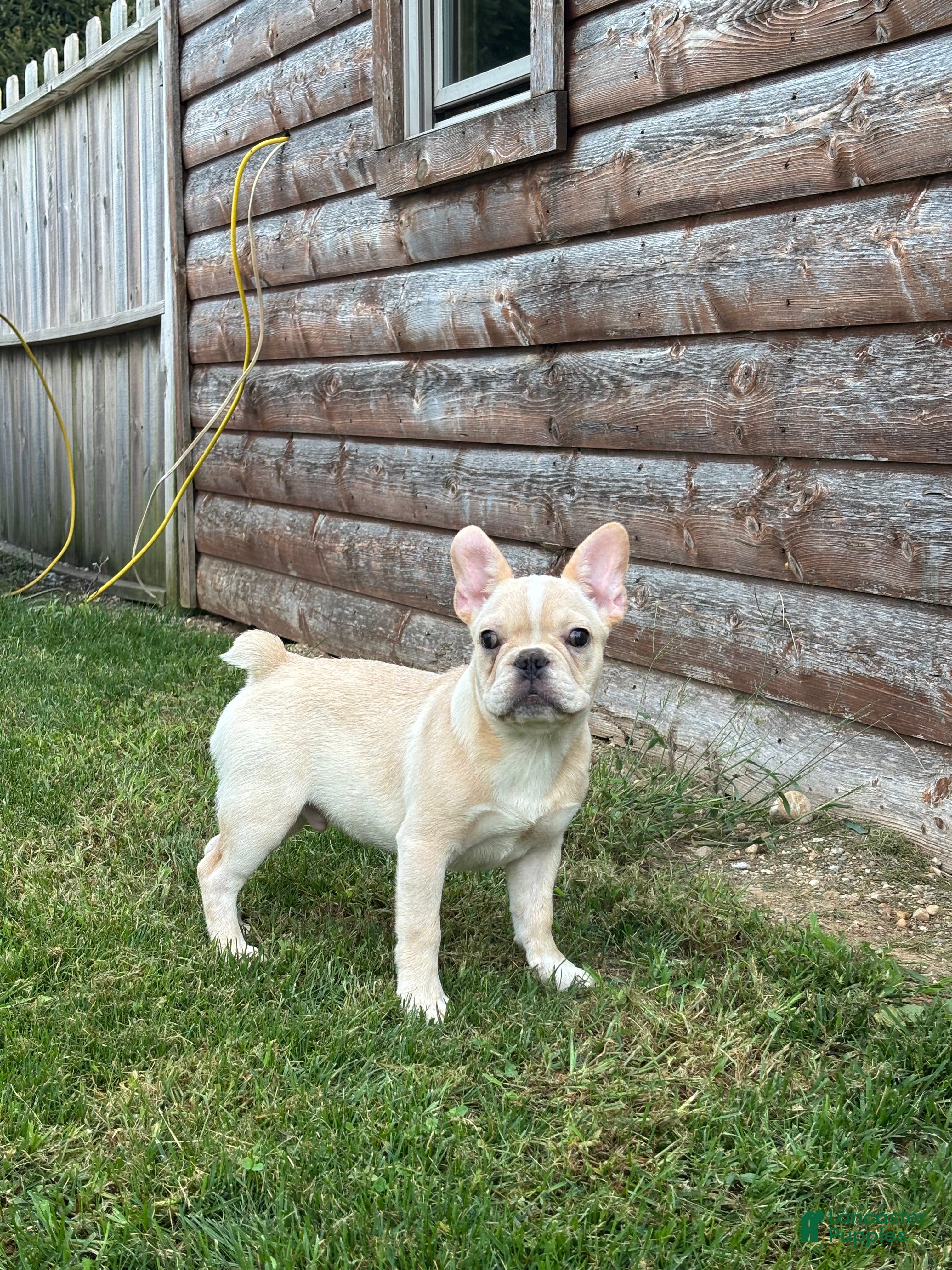 French Bulldog dogs Evan Financing Available - Ad 1