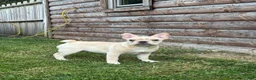 French Bulldog dogs for sale: Evan  - Ad 1