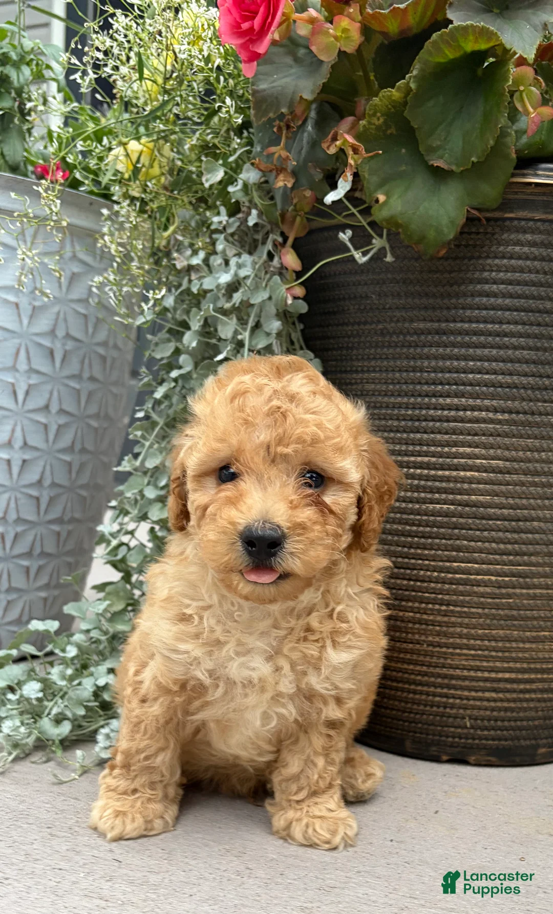 Havapoo dogs for sale: Teddy - Ad 4