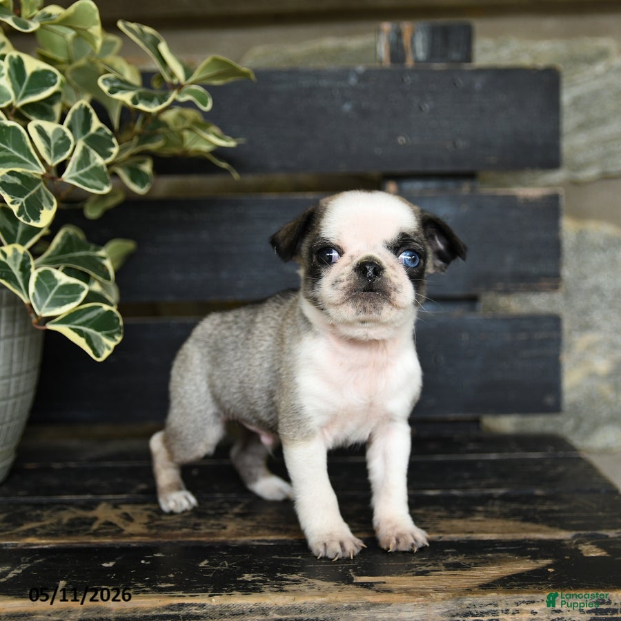 Pug dogs Fudge - Ad 2