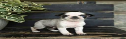 Pug dogs for sale: Fudge - Ad 2