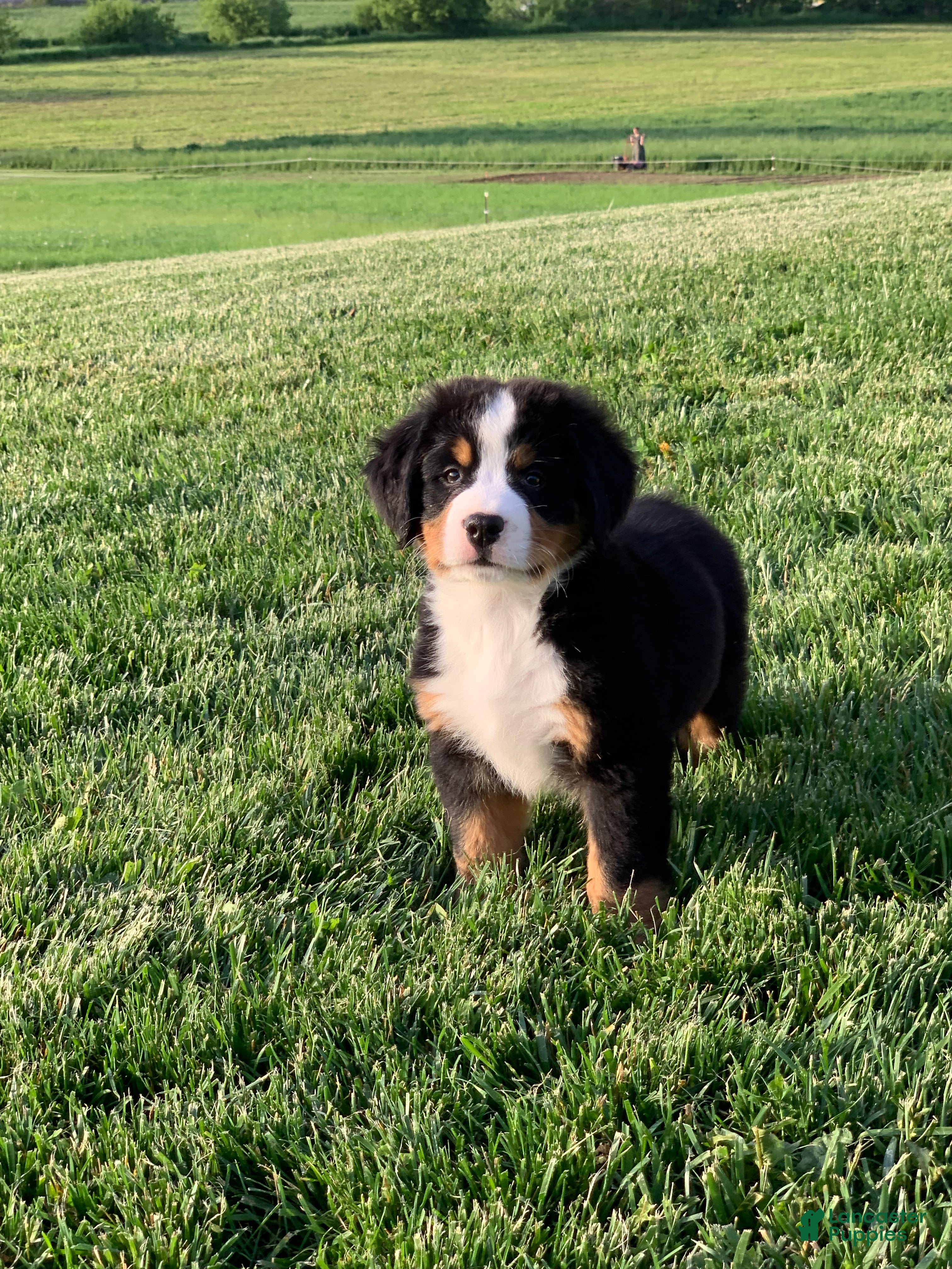 Bernese Mountain Dog dogs North - Ad 1