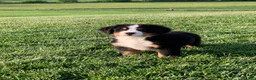 Bernese Mountain Dog dogs for sale: North - Ad 6