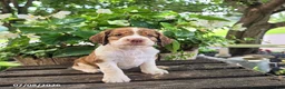 English Springer Spaniel dogs for sale: Hazel - Ad 5