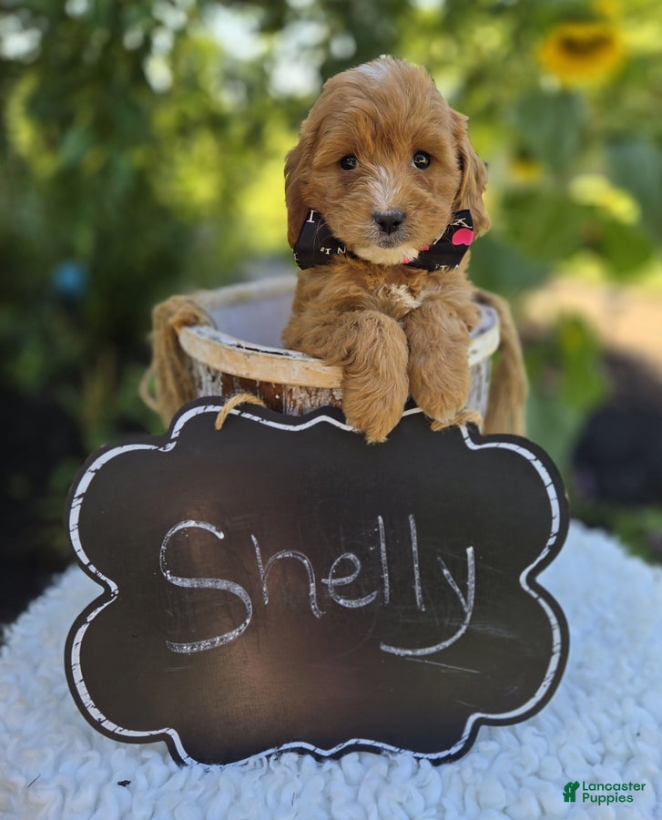 Cavapoo dogs Shelly - Ad 1