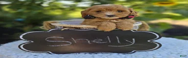 Shelly