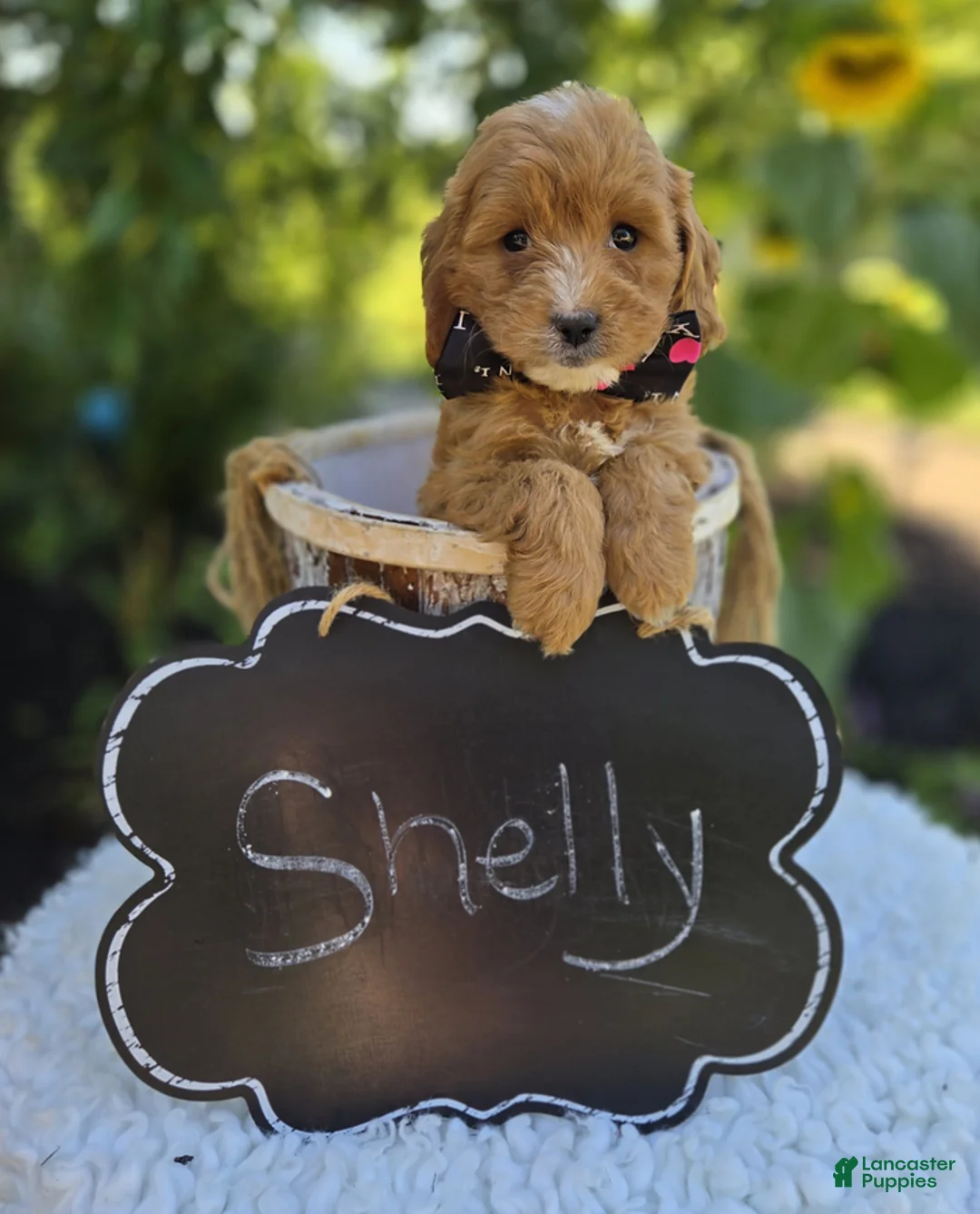 Cavapoo dogs for sale: Shelly - Ad 1