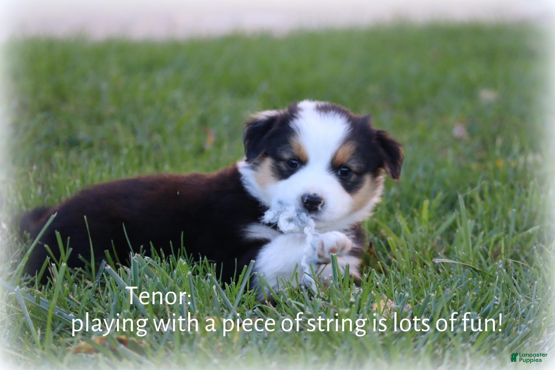 Miniature Australian Shepherd dogs for sale: Tenor - Ad 2